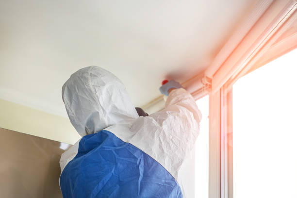 Why You Should Choose Our Mold Remediation Services in Washington, IL